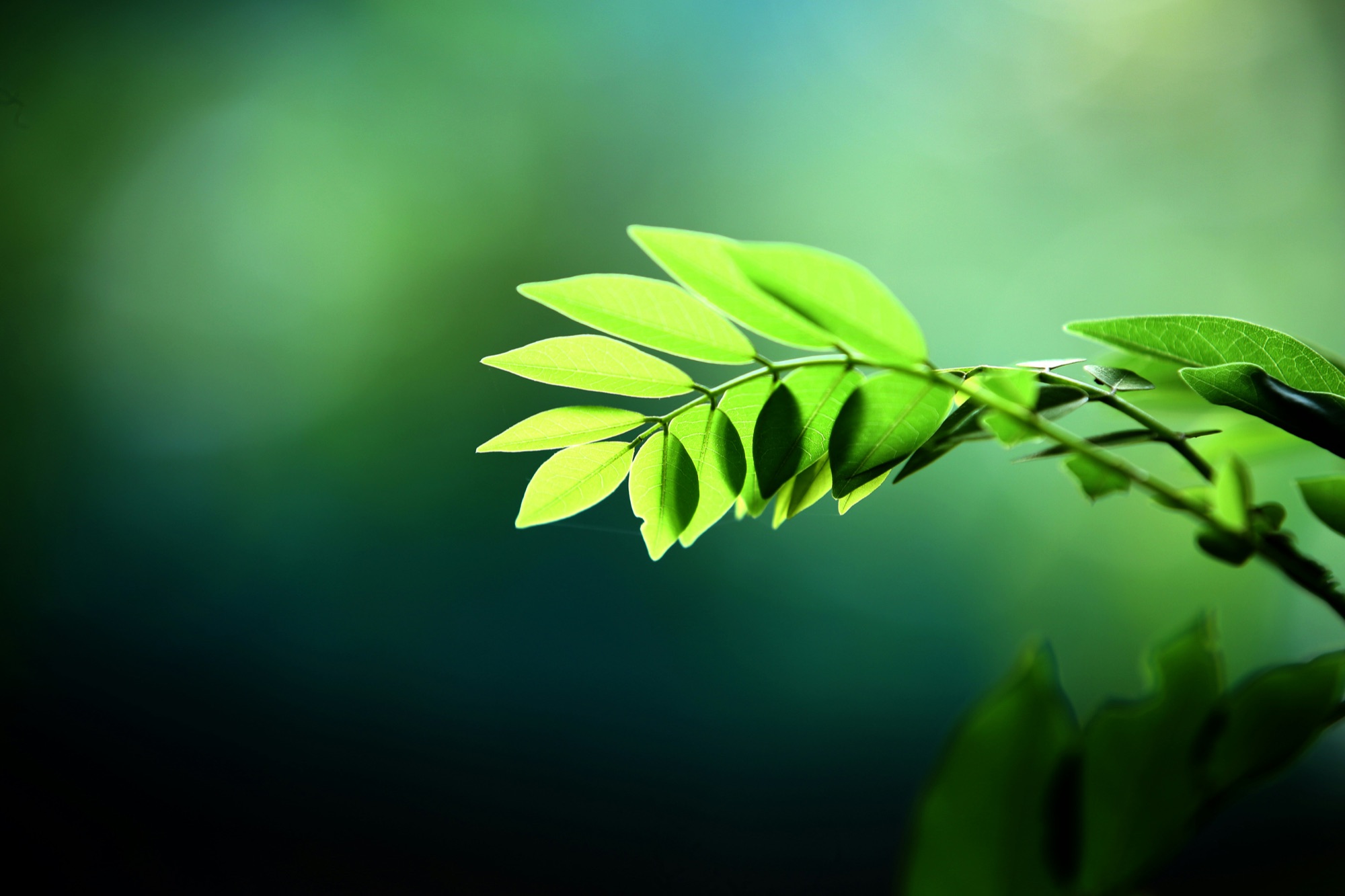 Natural capital